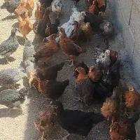 جوجه 90روزه و50روزه