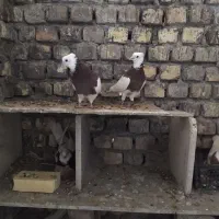 ۳۰ عدد طوقی|پرنده|پیر بکران, |دیوار