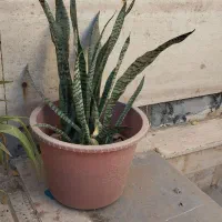 گل فقط ۷۰ تومان|گل و گیاه طبیعی|سبزوار, فیاض|دیوار