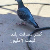کبوتر