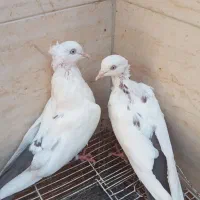 کفتر. جفتی|پرنده|اهواز, کارون|دیوار
