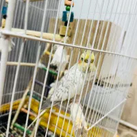 عروس هلندی نر‌ماده|پرنده|بم, |دیوار