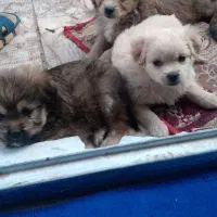 واگذاری توله سگهای آپارتمانی