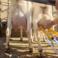 فروش فوری تعداد محدود بز سانن پرتولید|حیوانات مزرعه|بانش, |دیوار