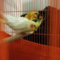 عروس هلندی ماده