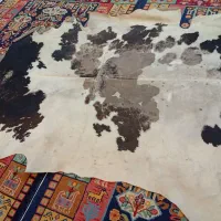 پوست گاو هلندی
