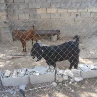فروش کهره