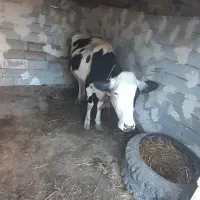 گاو شیری شکم دوم با گوساله ماده|حیوانات مزرعه|قشلاق دشت, |دیوار