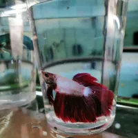 آکواریوم اسکار|ماهی|بیجار, |دیوار