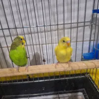 مرغ عشق مولد|پرنده|مریوان, |دیوار