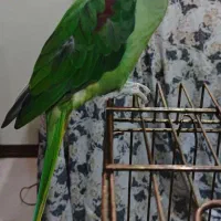 شاه طوطی گم شده