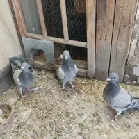 کبوتر مسافتی و پلاکی وکله دم سبز|پرنده|فردیس, شهرک شهید حسینی|دیوار