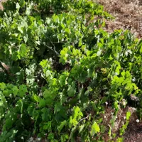 فروش زمین باغ ۱۰۰۰ متری در دارالرحمه|فروش زمین و ملک کلنگی|شیراز, دارالرحمه|دیوار