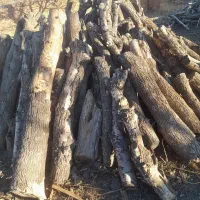 چند تن چوب خشک خشک سنجد توت زبان گنجشک گردو