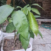 نهال انبه|گل و گیاه طبیعی|مرودشت, فاز اول شهرک فرهنگیان|دیوار