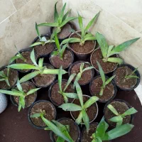 گل آگاو لاله ای