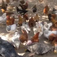 جوجه و بوقلمون محلی