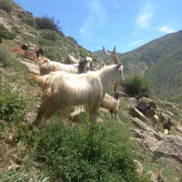 کارگر دامداری (اولویت با خانوادهاست)