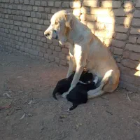 ماده و توله ماده