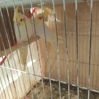 عروس هلندی|پرنده|مشهد, کوی المهدی|دیوار