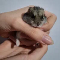 همستر کوچولو مینیاتوری|موش و خرگوش|کرج, گلشهر|دیوار