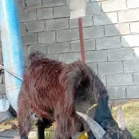 بز نر|حیوانات مزرعه|توکهور, |دیوار