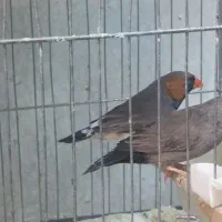 فنچ گلو بریده زبرا کرواتی پارسون سیلور گلدین|پرنده|تهران, دولاب|دیوار