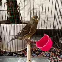 قناری نر و فنچ نرگسی|پرنده|قزوین, |دیوار