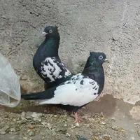 سینه مشکی|پرنده|فولادشهر, زاینده رود|دیوار