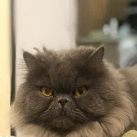 گربه واگذاری پرشین