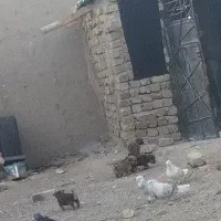 سگ..|سگ|بروجرد, |دیوار