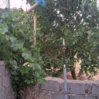 فروش مرغداری 10 هزار قطعه گوشتی ماساندر
