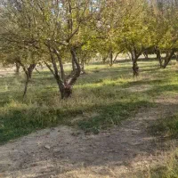 بره شیری