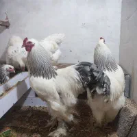 تخم‌مرغ برهمالایت|حیوانات مزرعه|تبریز, |دیوار