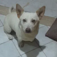 سگ نر نژاد اشپیتز