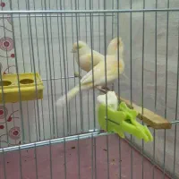 جفت قناری ب همراه جوجه