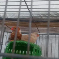 فنج اورنج گل سفید|پرنده|بندرعباس, |دیوار