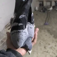 سبز گرفتنی مسابقات