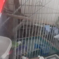 قفس پرنده و خرگوش با قیمت مناسب