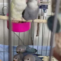 فروش یه جفت طوطی بریزیلی  همراه دو جوجه زیبا