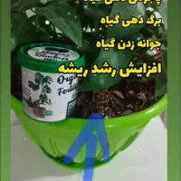 گل گیاه|گل و گیاه طبیعی|بهارستان, |دیوار