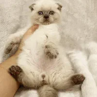 فرشته های کوچولو