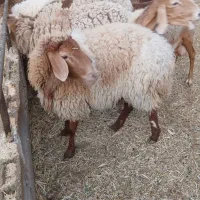 میش فروشی ماده قیمت 30میلیون