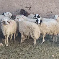 بره نر بومی زنده و کشتار|حیوانات مزرعه|برزک, |دیوار