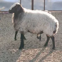 قوچ|حیوانات مزرعه|سیرجان, |دیوار