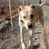 سگ گله|سگ|مه ولات, |دیوار