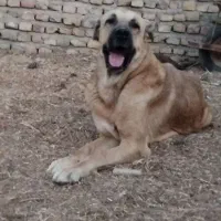 سگ پژدر