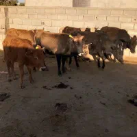 ۸راس گوساله ماده گاو قربانی|حیوانات مزرعه|آق قلا, |دیوار