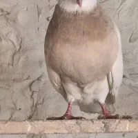 طوقی درجه یک|پرنده|کاشان, خرمدشت|دیوار