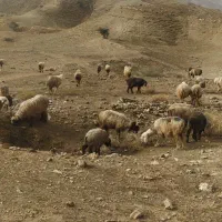 151 راس میش بره دار و آبستن گلون گرم|حیوانات مزرعه|جره و بالاده, |دیوار